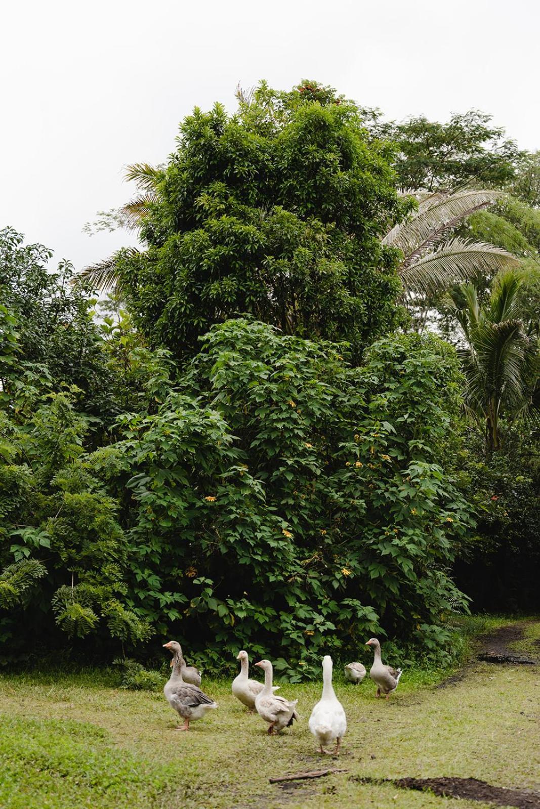 Hawaiian Sanctuary Eco Retreat Center Villa Pahoa Bagian luar foto